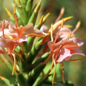 Hedychium Elizabeth - Gingembre d'ornement