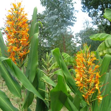 Hedychium coccineum Tara