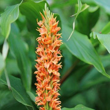 Hedychium densiflorum - Longose