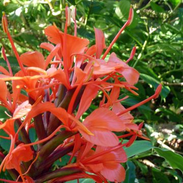 Hedychium rubrum (deceptum) - Gingembre d'ornement