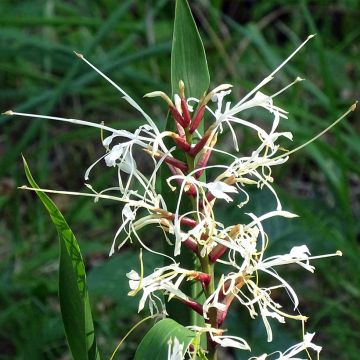 Hedychium villosum var. tenuiflorum - Gingembre d'ornement