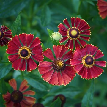 Helenium autumnale Helena Red Shades - Hélénie d'automne