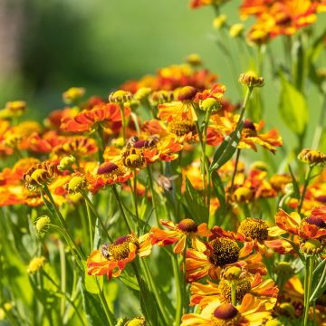 Helenium Rauchtopas - Hélénie