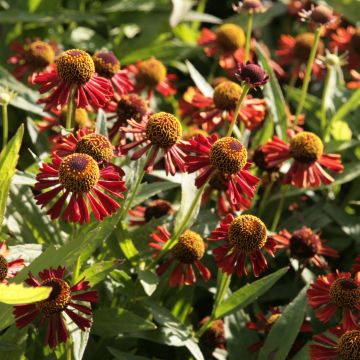Helenium Ruby Tuesday - Hélénie rouge rubis