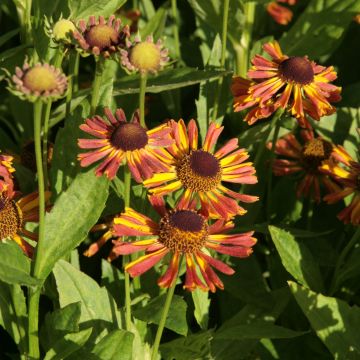 Helenium Tie Dye - Hélénie hybride