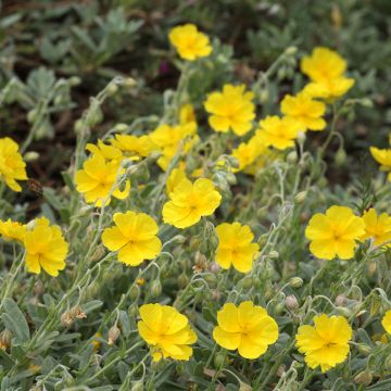 Helianthemum Wisley Primrose - Hélianthème hybride jaune pastel