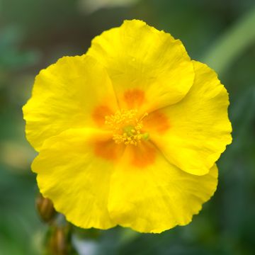 Hélianthème, Helianthemum Ben Fhada