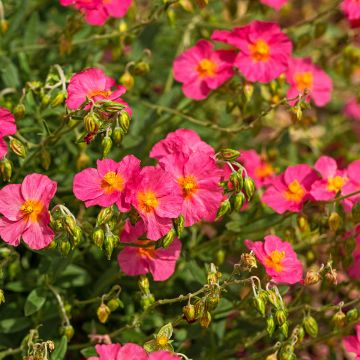 Helianthemum Ben Hope - Hélianthème hybride rose carminé.