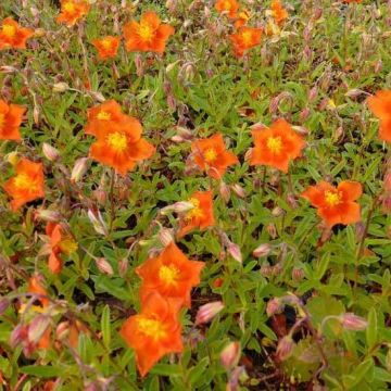 Helianthemum Bronzeteppich - Hélianthème 