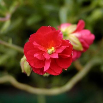 Helianthemum Cerise Queen - Hélianthème double rouge