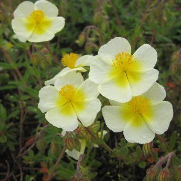 Hélianthème - Helianthemum Elfenbeinglanz