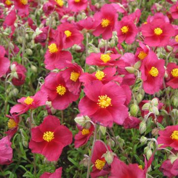 Hélianthème - Helianthemum Hartswood Ruby