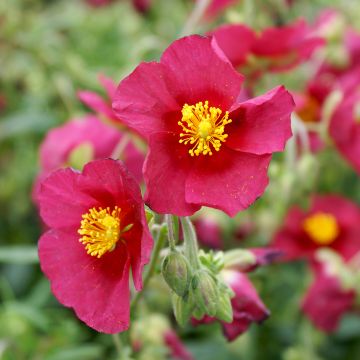 Helianthemum Hartswood Ruby - Hélianthème rouge framboise et rubis