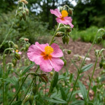 Hélianthème - Helianthemum Lawrenson's Pink