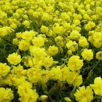 Helianthemum Sulphureum Plenum