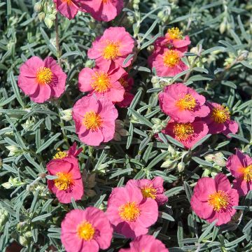 Helianthemum Suprême - Hélianthème rouge rose