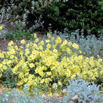 Helianthemum Wisley Primrose - Hélianthème hybride jaune pastel