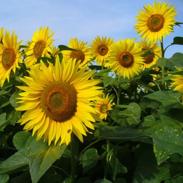 Graines de Tournesol Valentine - Helianthus annuus