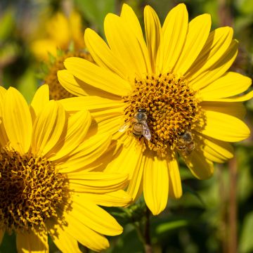 Helianthus decapetalus Capenoch Star - Soleil vivace à coeur en pompon