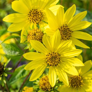 Helianthus hybride Lemon Queen - Soleil Vivace