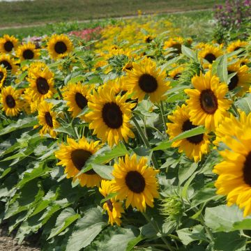 Graines de Tournesol nain Little Dorrit - Helianthus annuus x F1