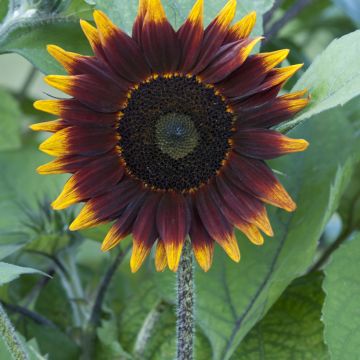 Tournesol Schock-o-Lat F1 Hybrid 