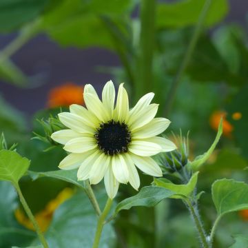 Graines de Tournesol Soluna Cream