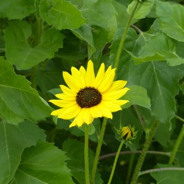 Graines de Tournesol Stella - Helianthus cucumerifolius