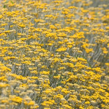 Helichrysum italicum - Plante-curry BIO en plants