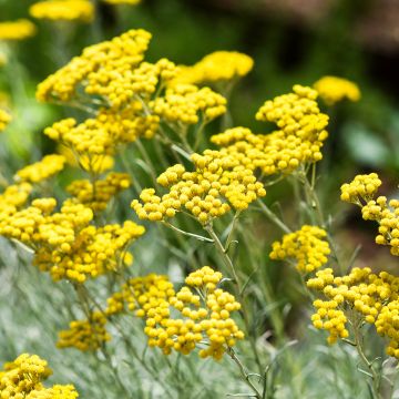 Helichrysum Plante à Curry BIO - Immortelle d'Italie