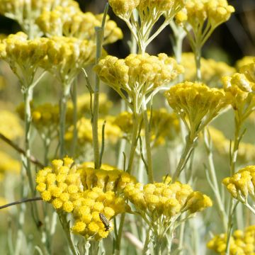 Helichrysum italicum - Immortelle d'Italie