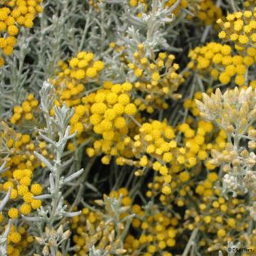 Helichrysum italicum ssp. microphyllum - Plante curry