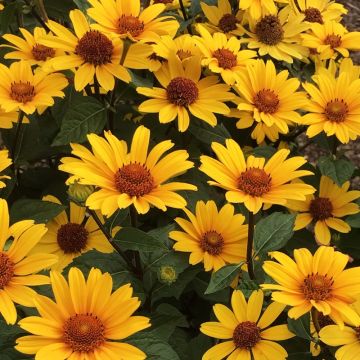 Heliopsis Punto Rosso