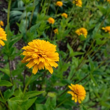 Heliopsis helianthoides Sparkling Contrast - Héliopsis faux-hélianthe