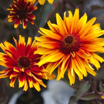 Heliopsis helianthoides Funky Spinner - Héliopsis faux-hélianthe