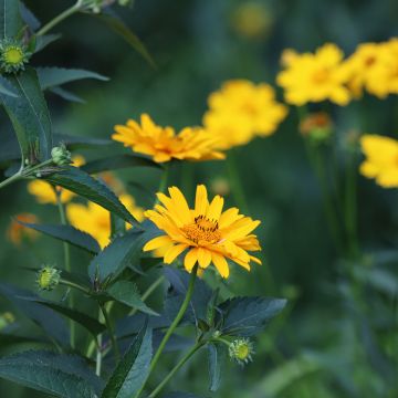 Heliopsis helianthoides Tuscan Sun - Héliopsis faux-hélianthe.