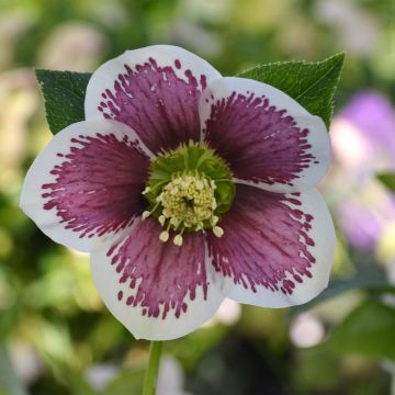 Hellébore ViV Antonella - Helleborus orientalis