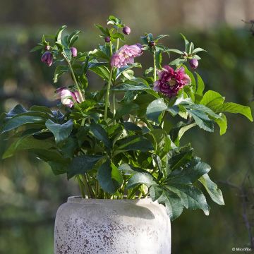 Hellébore ViV® Catharina - Helleborus orientalis