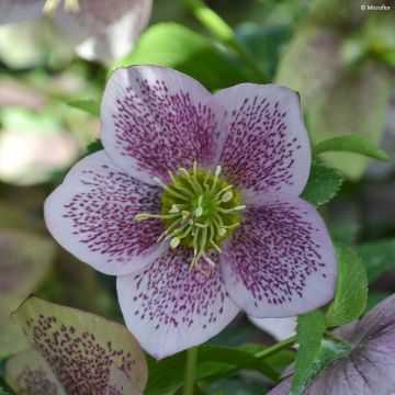 Hellébore ViV® Celestina - Helleborus orientalis