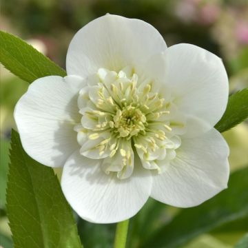 Hellébore ViV® Cinzia - Helleborus orientalis