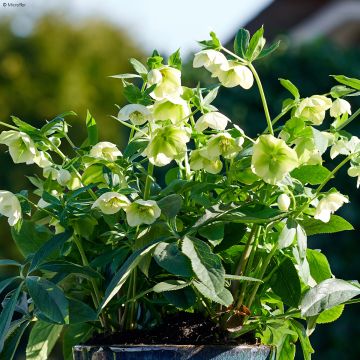 Hellébore ViV Clarissa - Helleborus orientalis