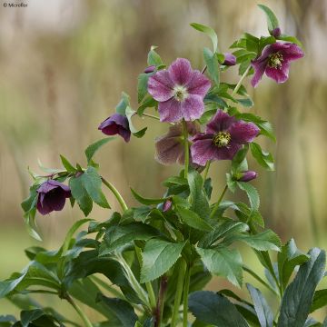 Hellébore ViV® Elsa - Helleborus orientalis