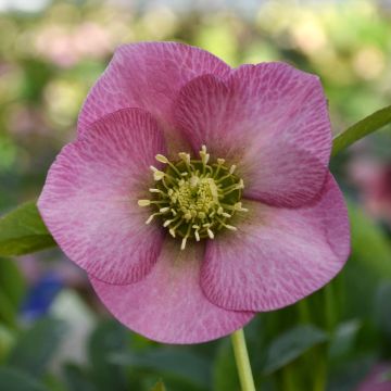 Hellébore ViV® Fiorentina - Helleborus orientalis