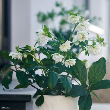 Hellébore ViV® Gianina - Helleborus orientalis