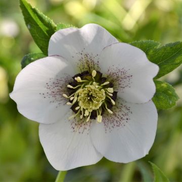 Hellébore ViV Giorgia - Helleborus orientalis