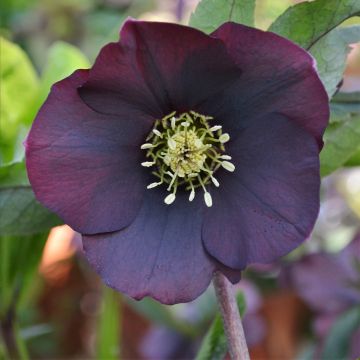 Hellébore ViV® Halina - Helleborus orientalis