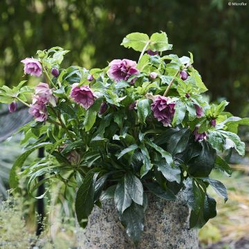 Hellébore ViV® Laura - Helleborus orientalis