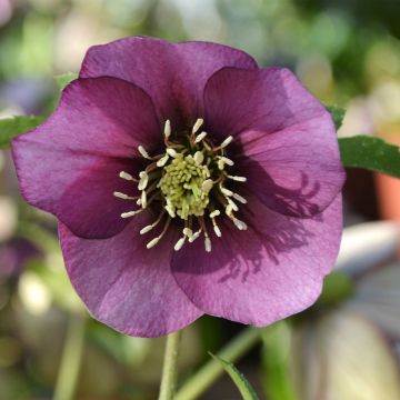 Hellébore ViV® Liliana - Helleborus orientalis