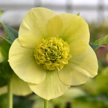 Hellébore ViV® Lucrezia - Helleborus orientalis