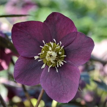 Hellébore ViV® Milana - Helleborus orientalis